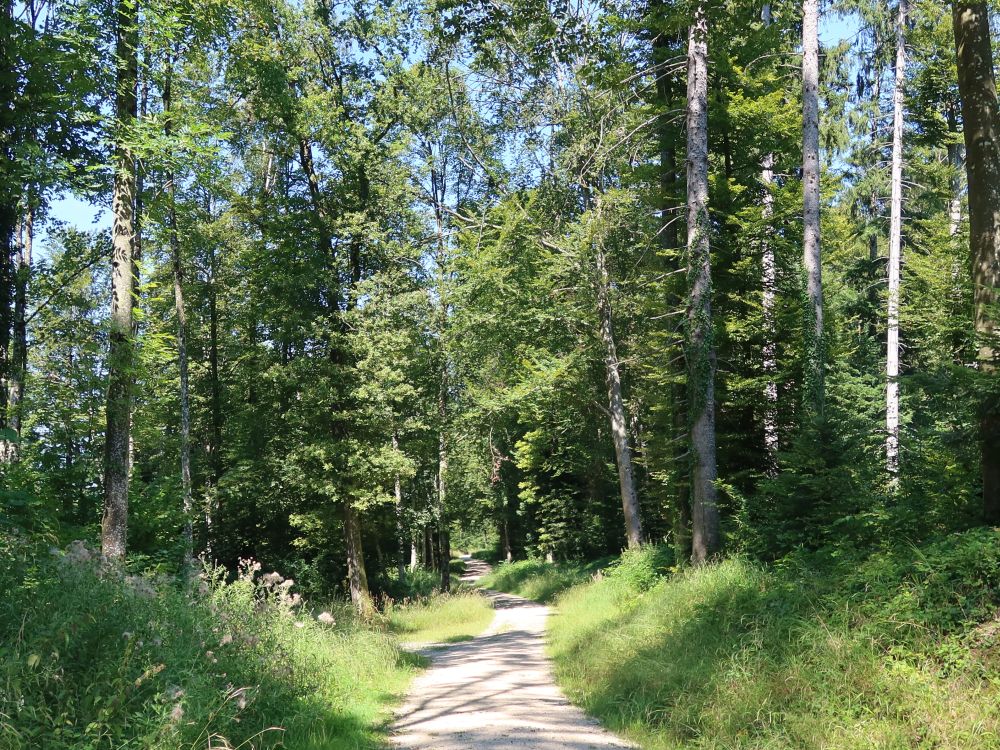 Waldweg