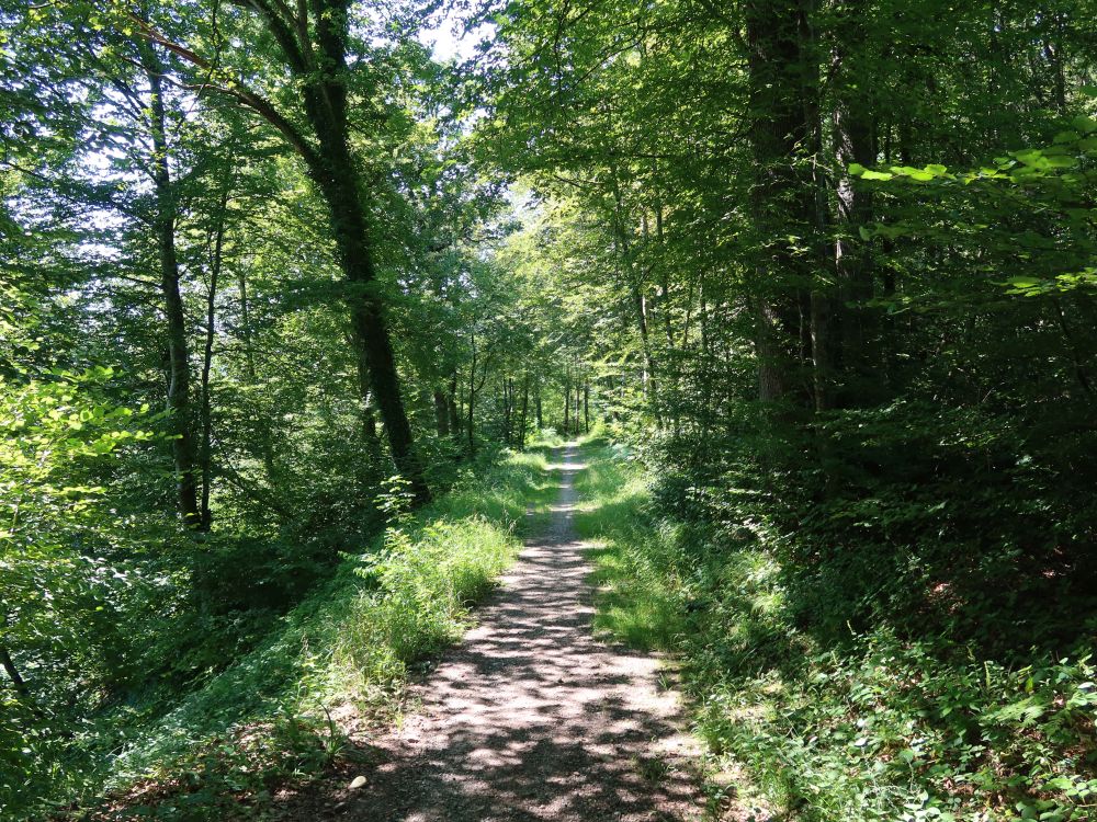 Waldweg