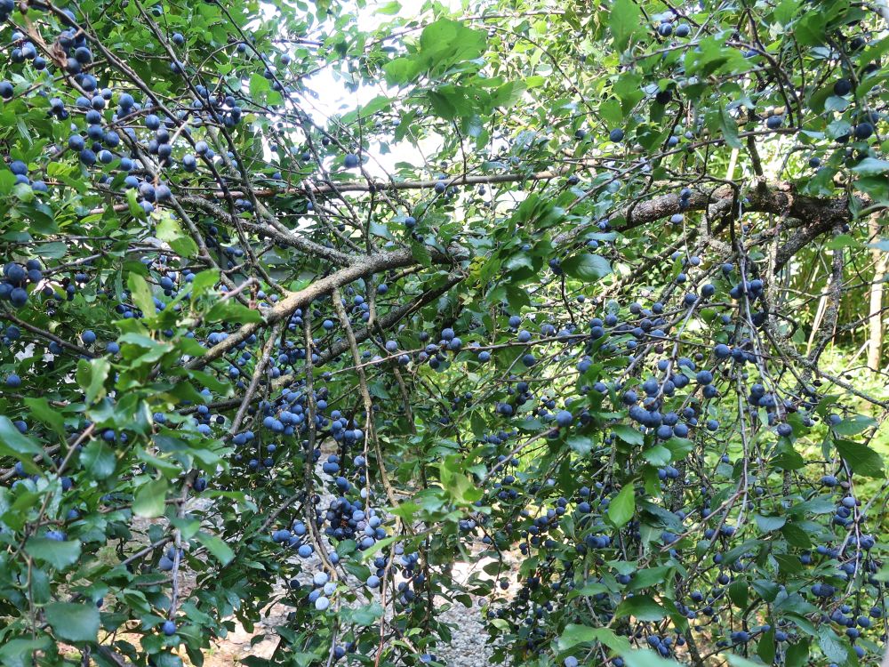 Schlehdorn