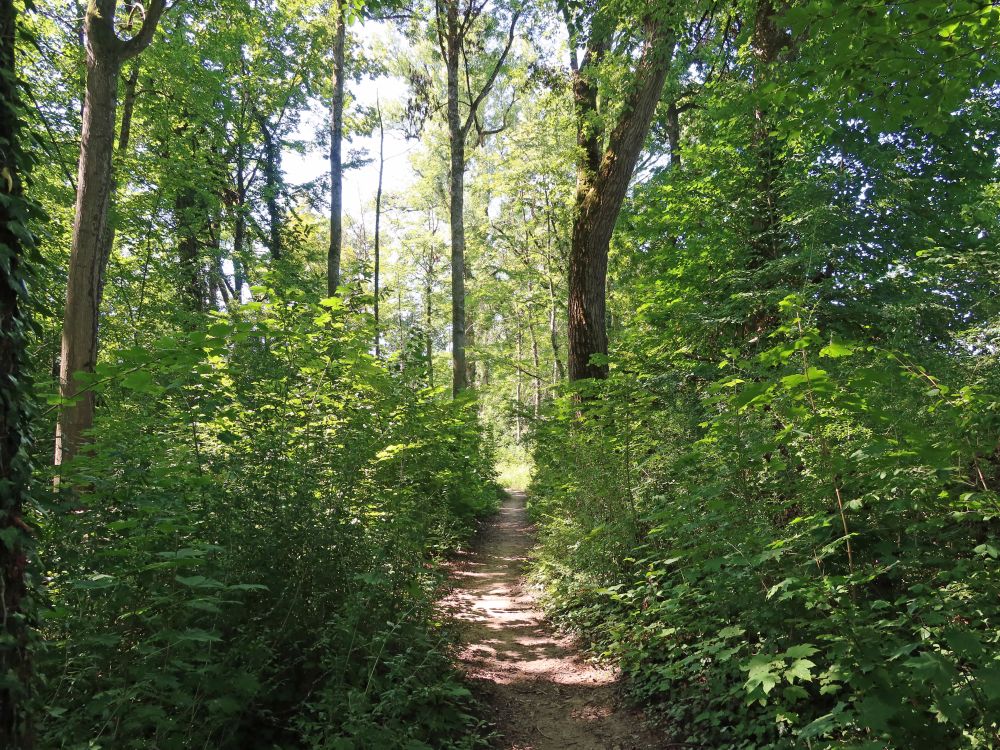 Waldpfad bei Aareschache