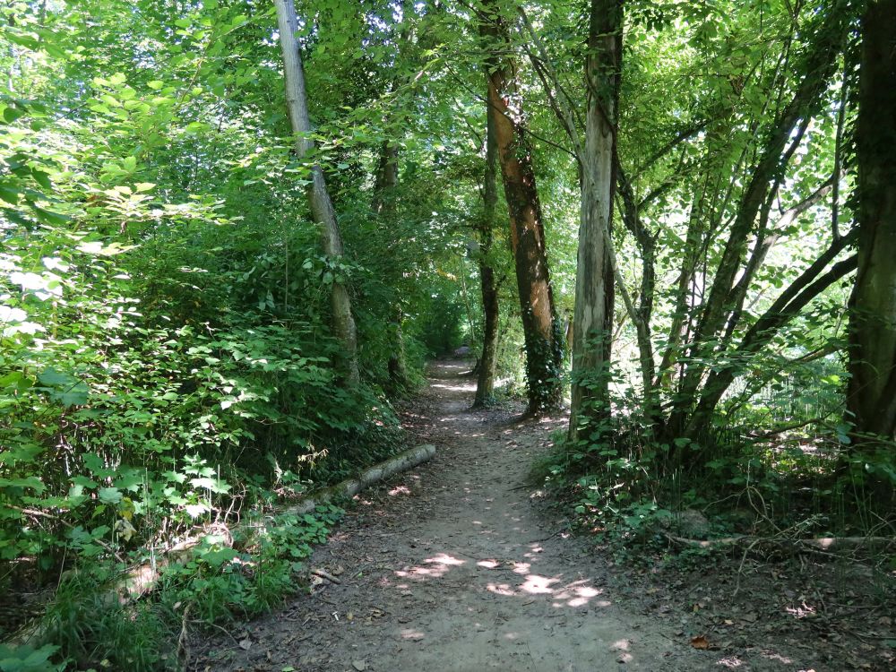 Waldpfad in Auschachen