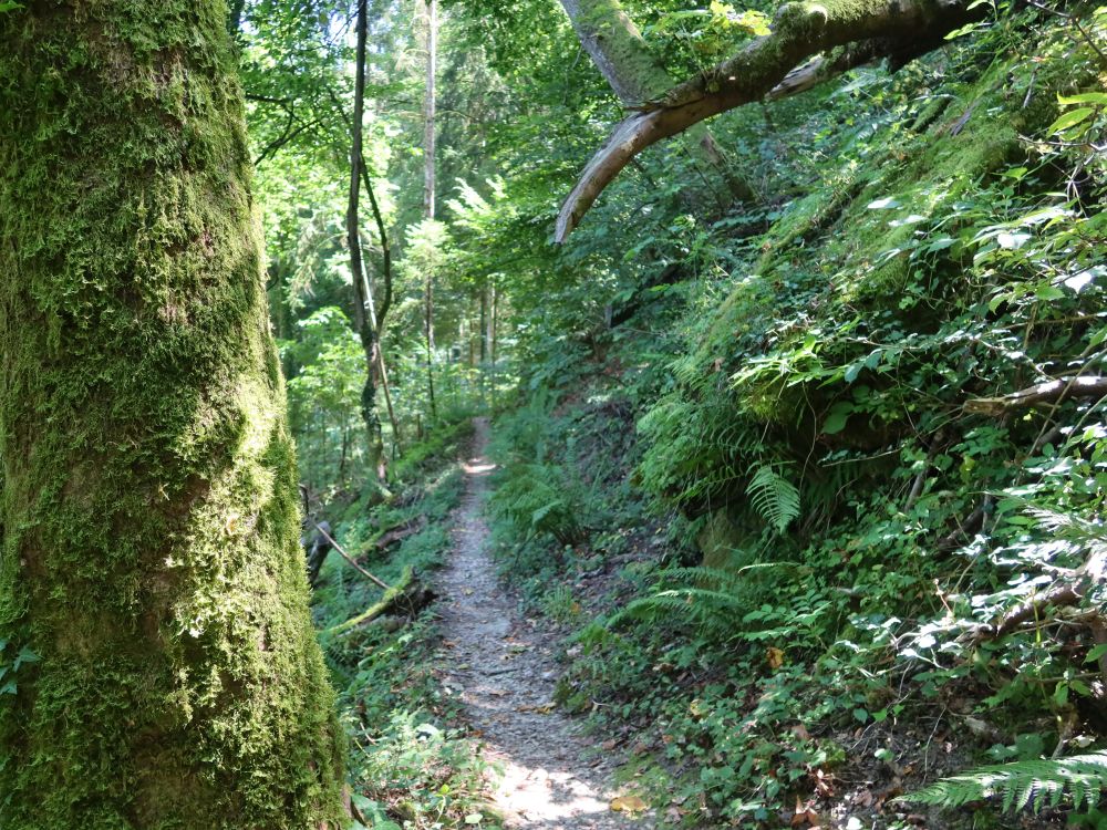 Waldpfad am Unterwilerberg