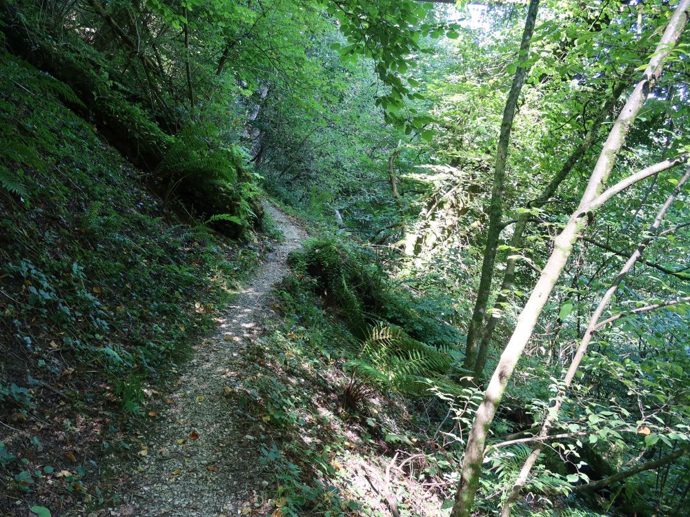 Waldpfad am Unterwilerberg