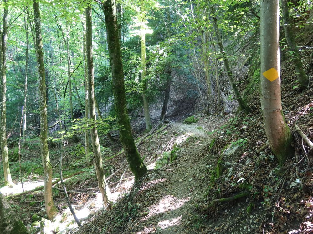 Waldpfad am Unterwilerberg
