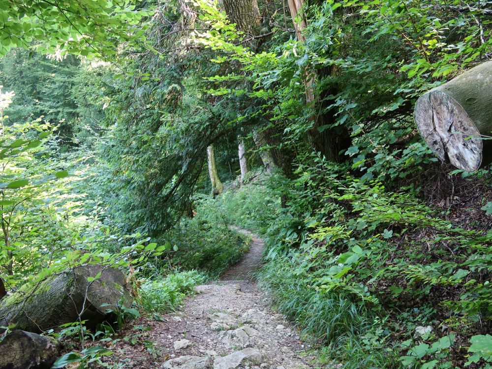 Waldpfad am Unterwilerberg