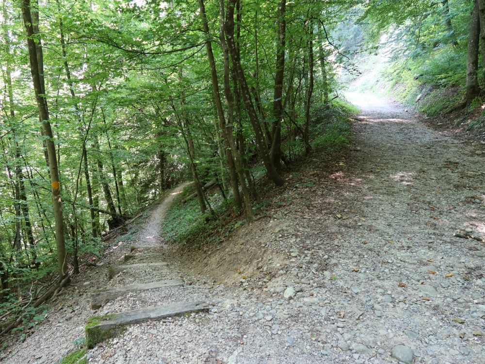 Waldpfad am Unterwilerberg