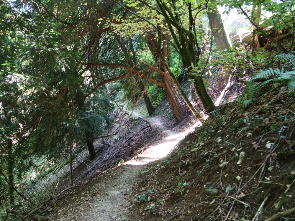 Waldpfad am Unterwilerberg