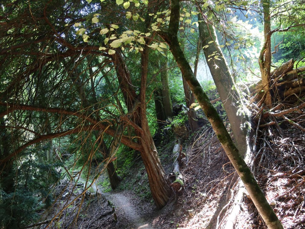 Waldpfad am Unterwilerberg