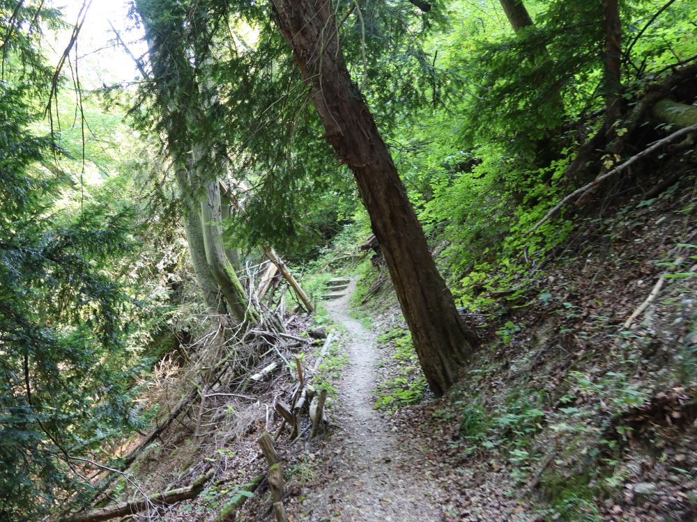 Waldpfad am Unterwilerberg