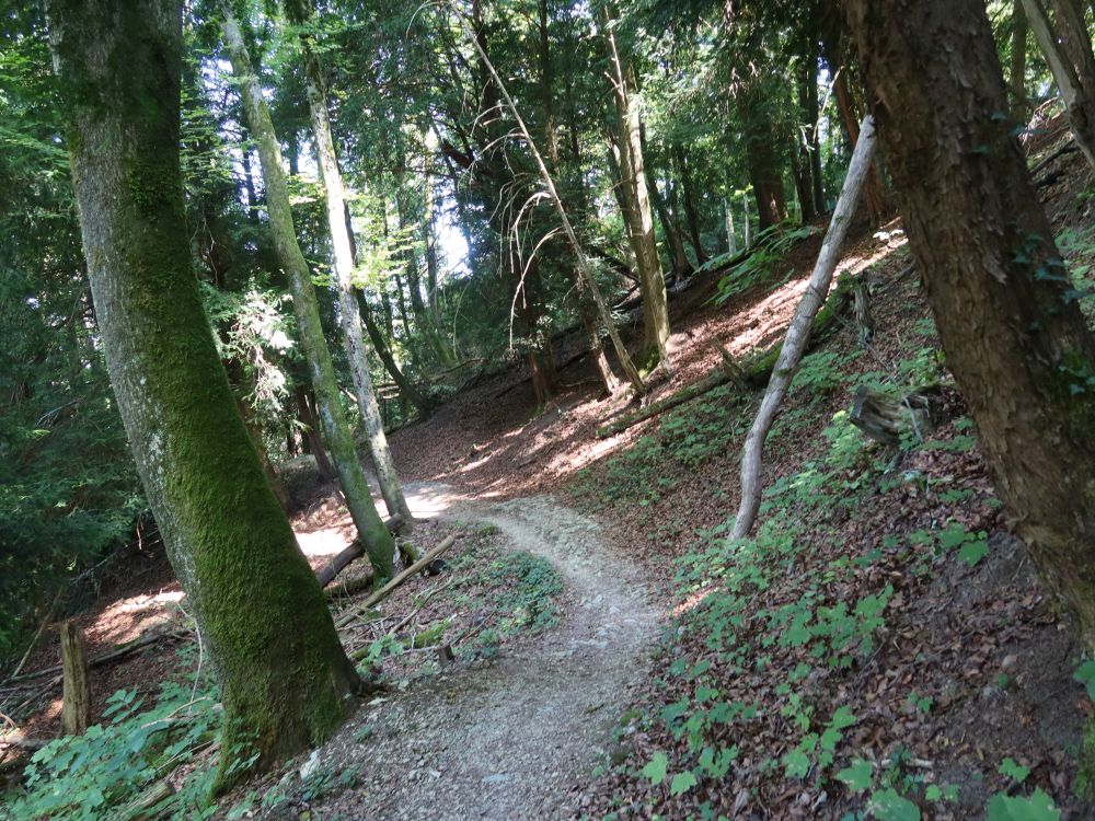Waldpfad am Unterwilerberg