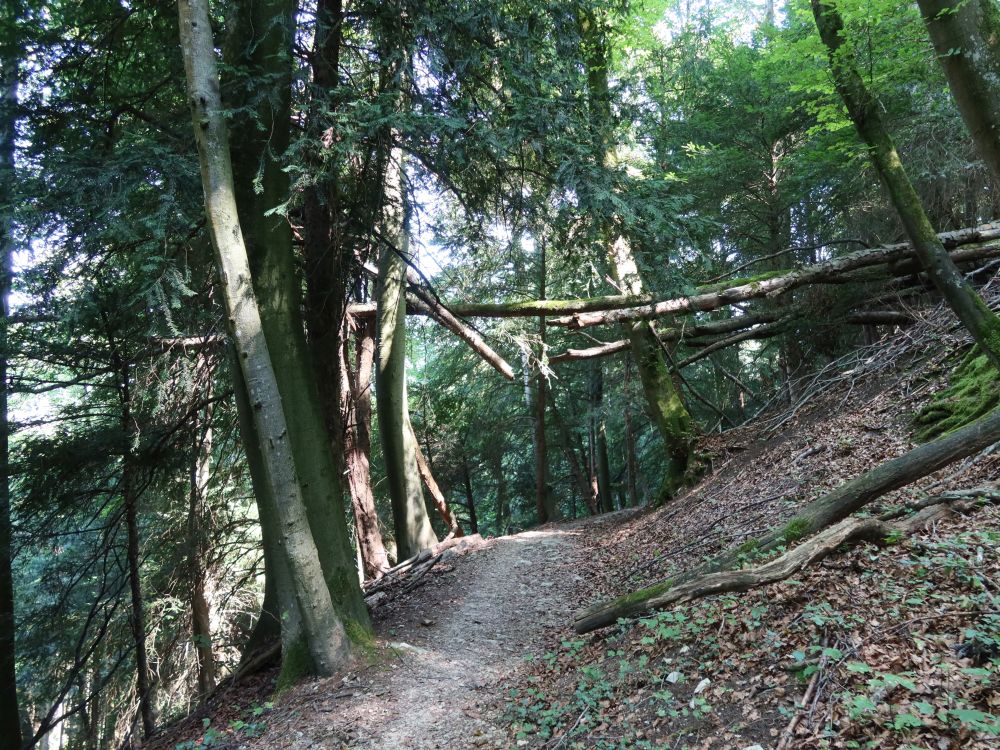 Waldpfad am Unterwilerberg