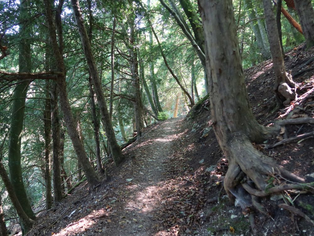 Waldpfad am Unterwilerberg
