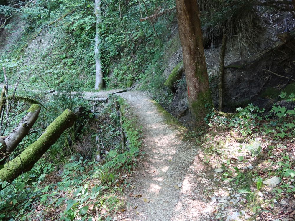 Waldpfad am Unterwilerberg