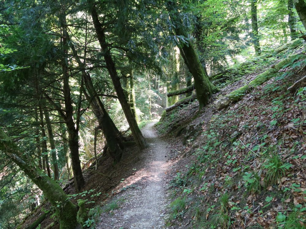 Waldpfad am Unterwilerberg