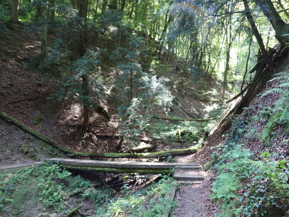 Waldpfad am Unterwilerberg