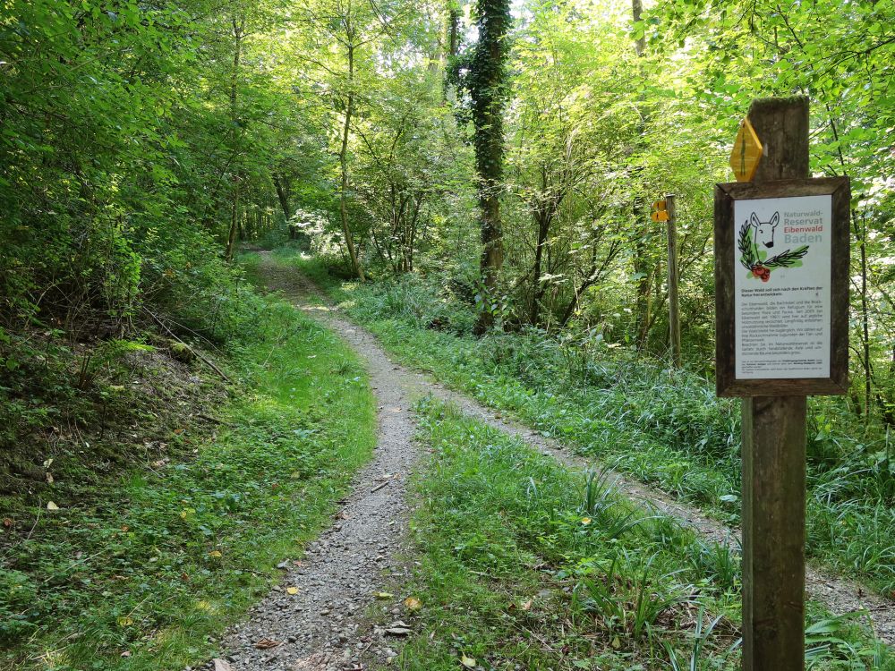 Pfad im Eibenwald