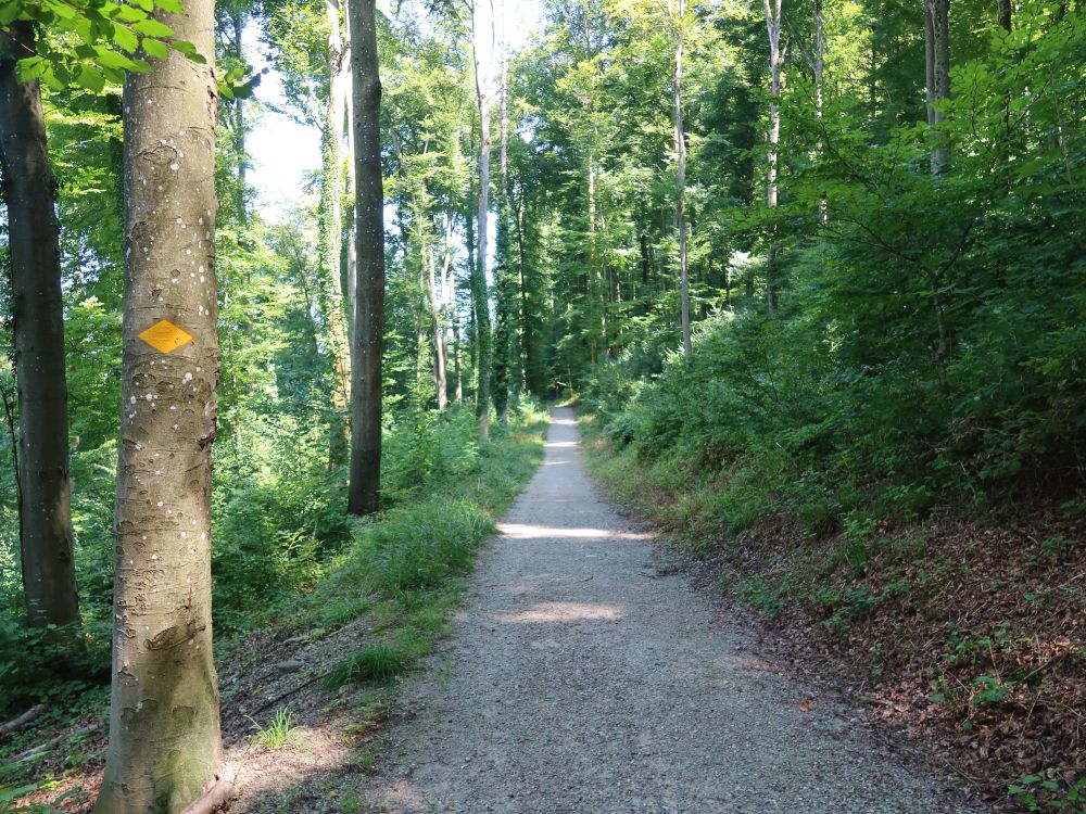 Waldweg