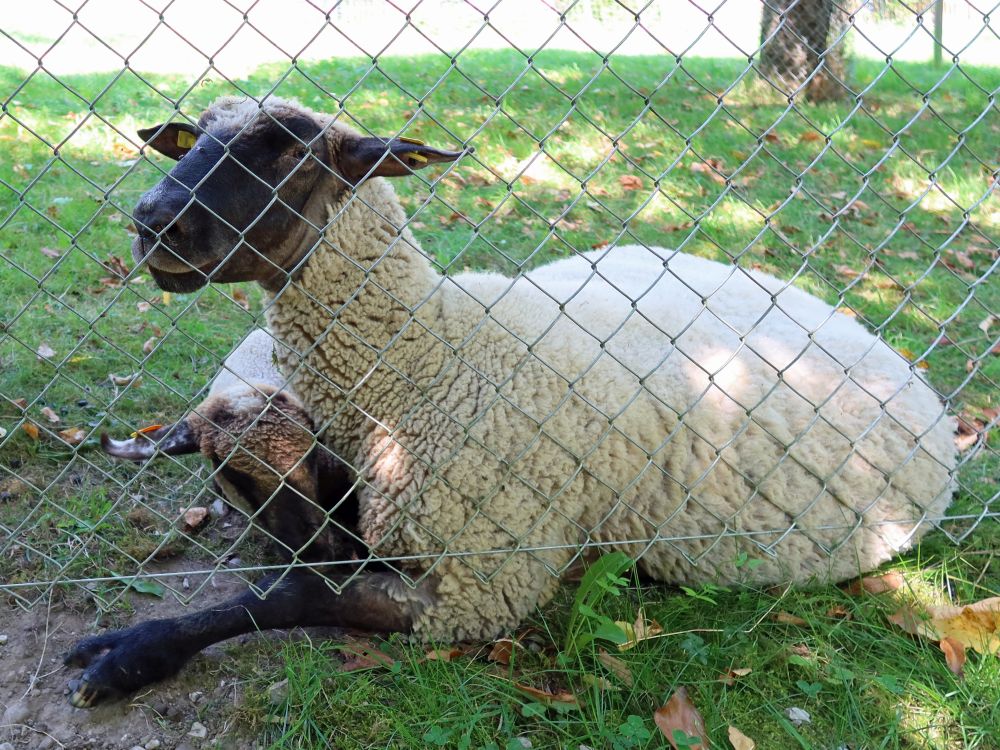 Schaf mit Nachwuchs hinterm Zaun