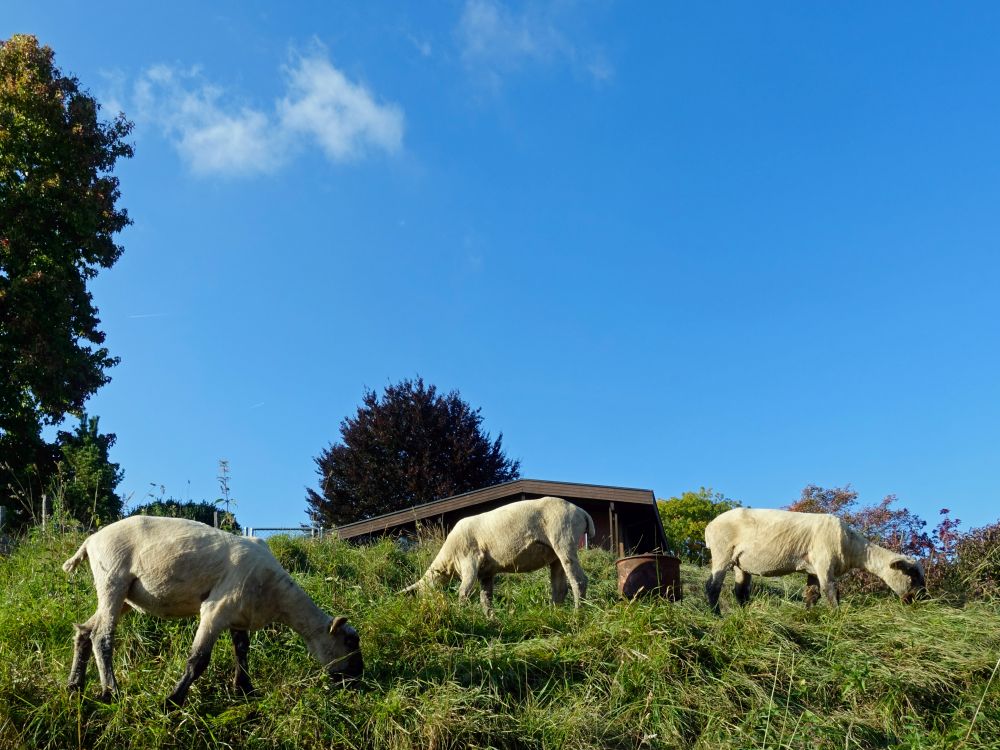 Schafe bei Unterhofberg