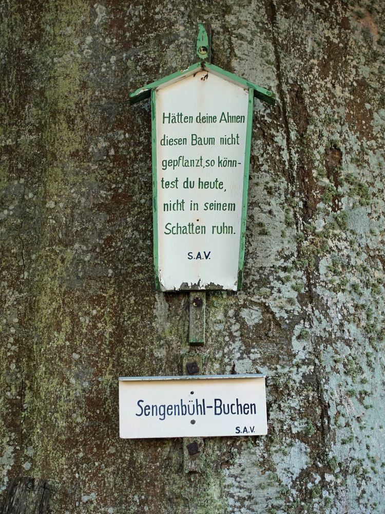 Sengenhbühl-Buche