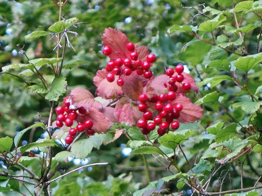 rote Beeren und Blätter