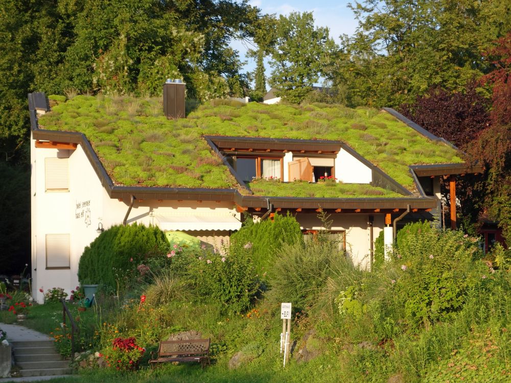 Gras auf dem Hausdach