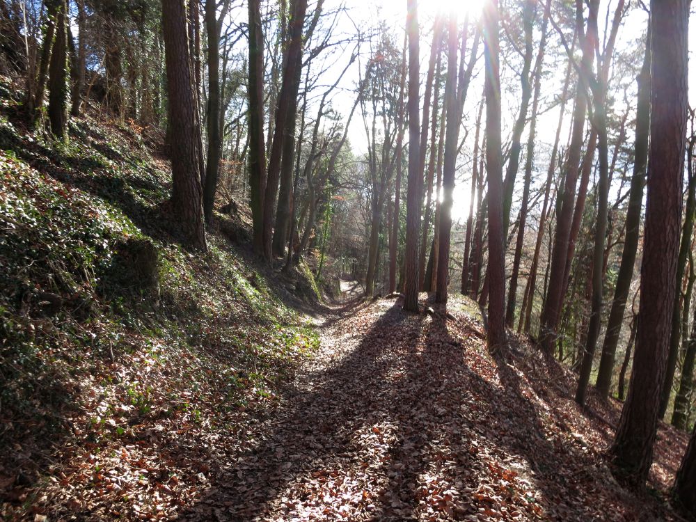 Waldweg bei Hödingen