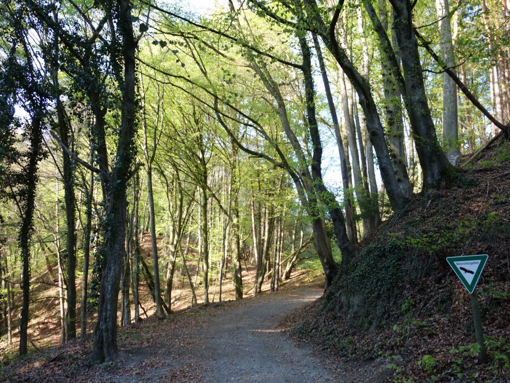 Waldweg bei Lenzfried