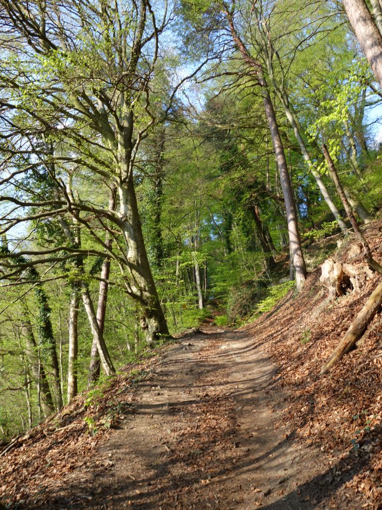 Waldweg bei Lenzfried
