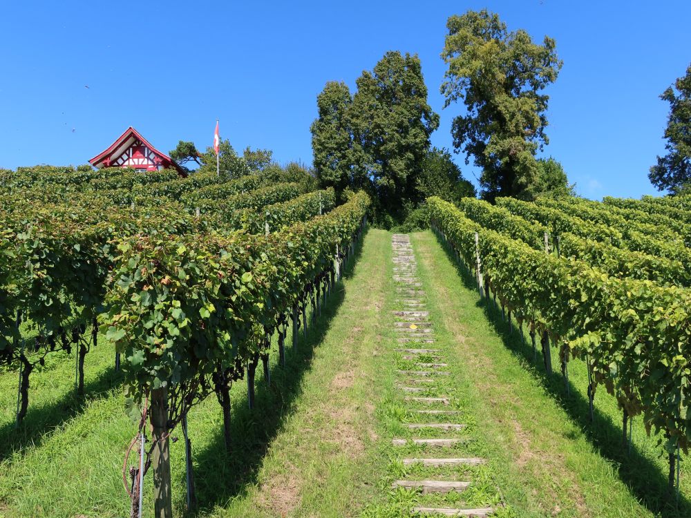 Treppe im Weinberg Hell