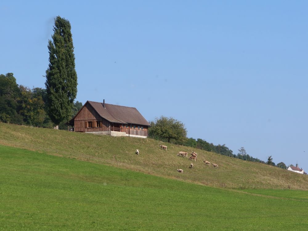 Stall mit Kuhherde