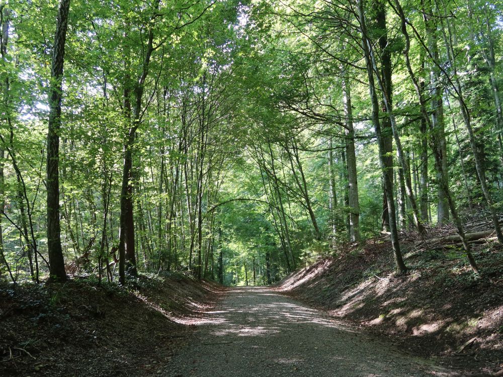 Waldweg