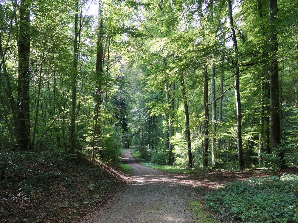 Waldweg