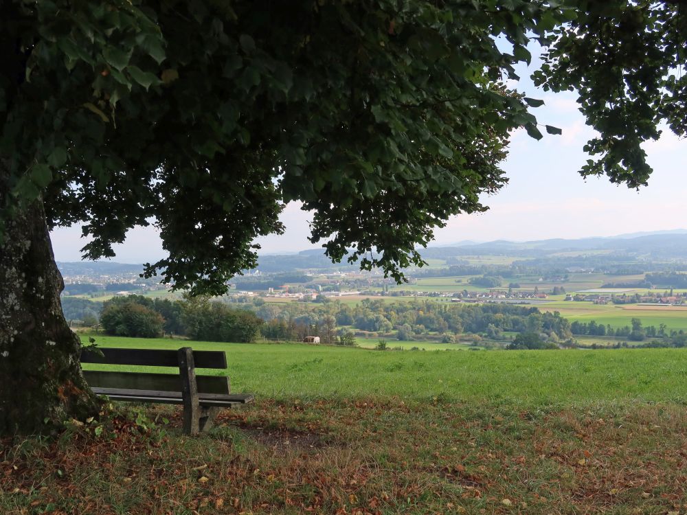 Sitzbank unterm Baum