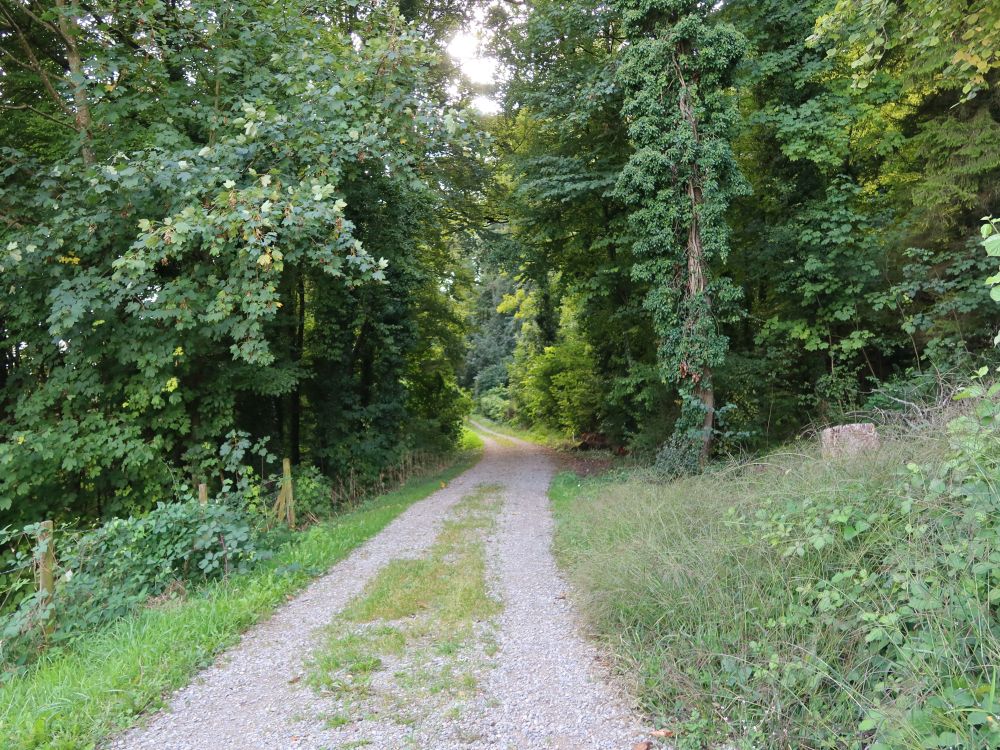 Waldweg