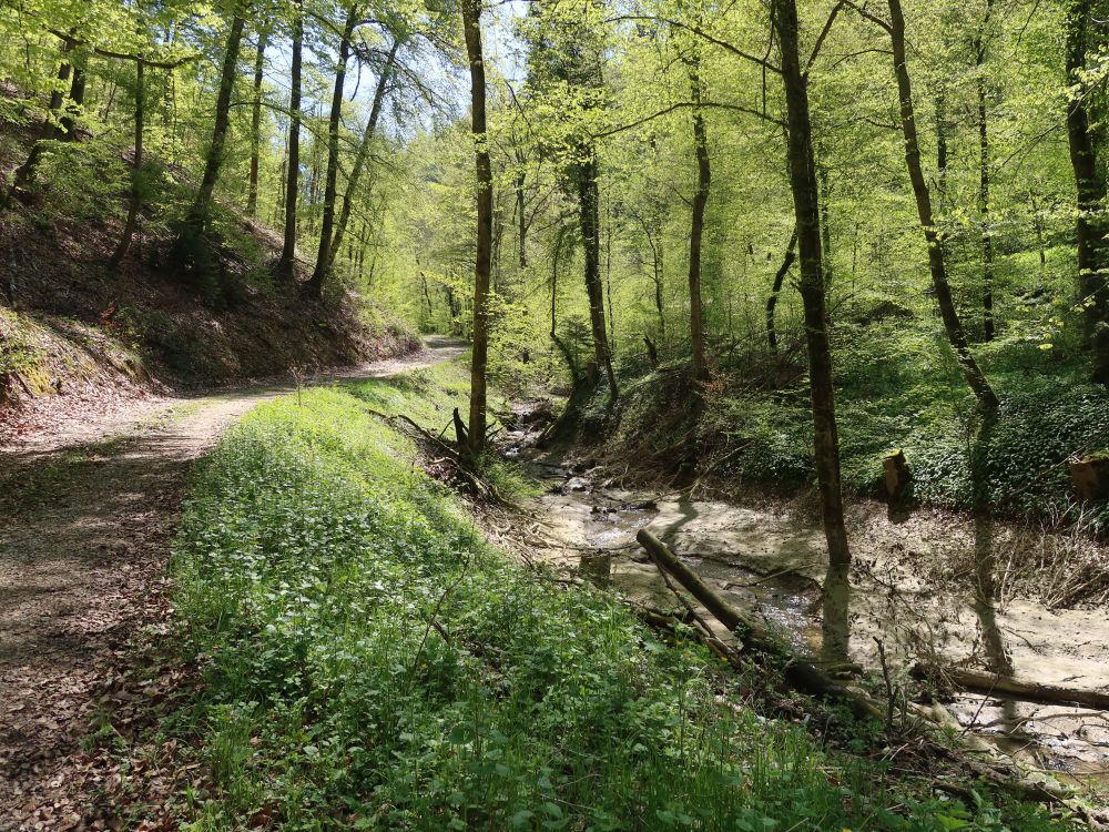 Waldweg am Dettelbach