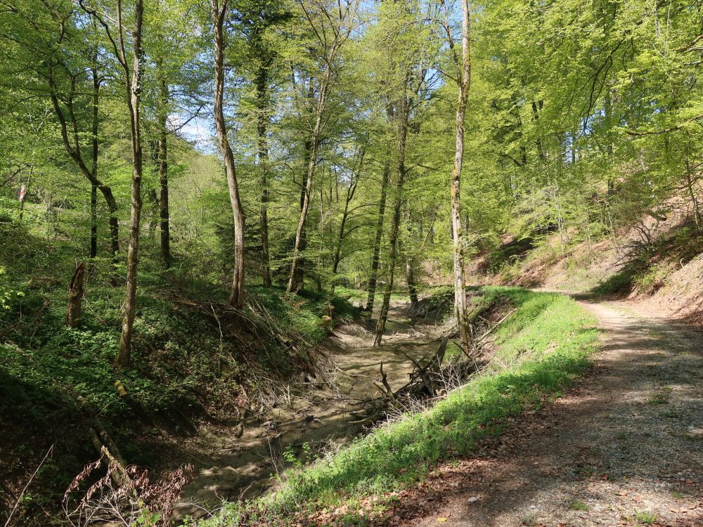 Waldweg am Dettelbach