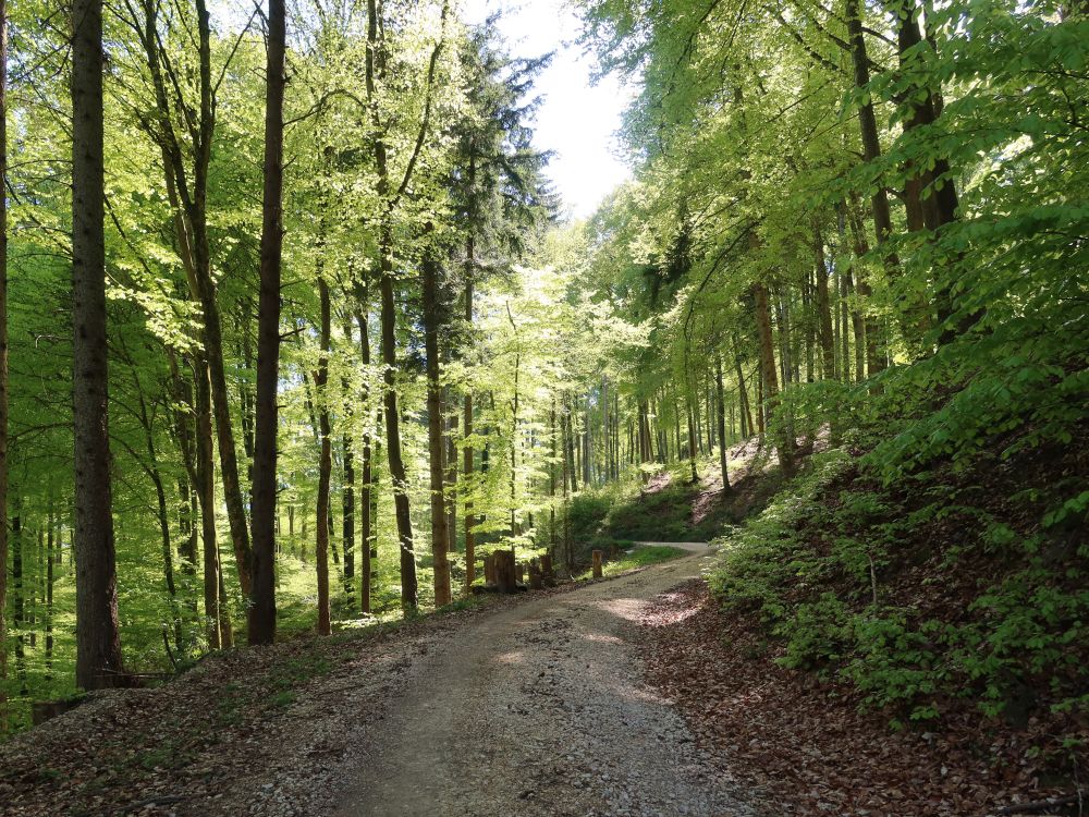 Waldweg