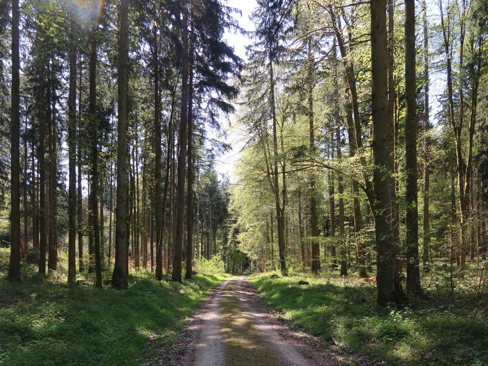Waldweg