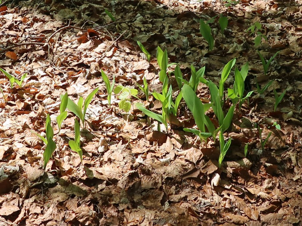 Maiglöckchenblätter