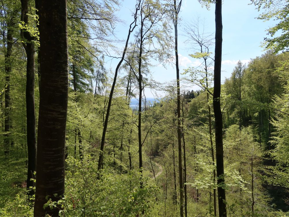 Untersee zwischen den Bäumen