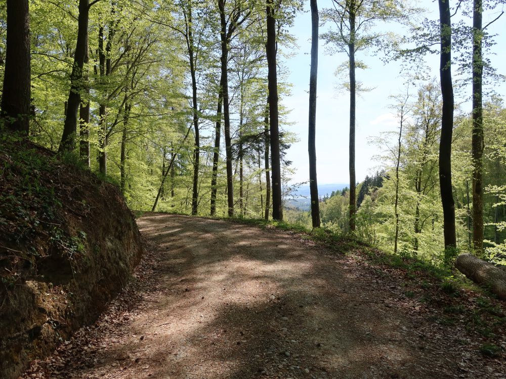 Waldweg und Untersee