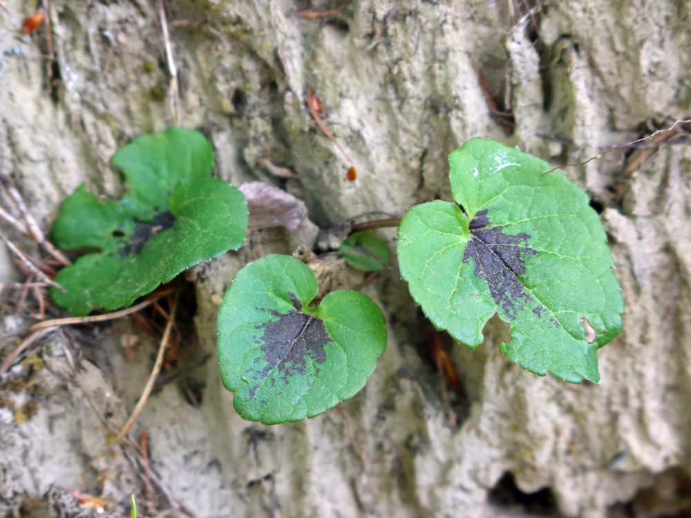 Ährige Teufelskralle