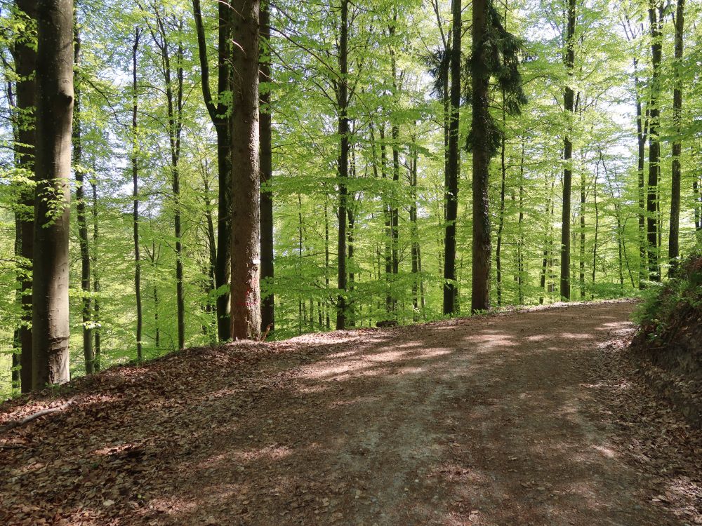 Waldweg