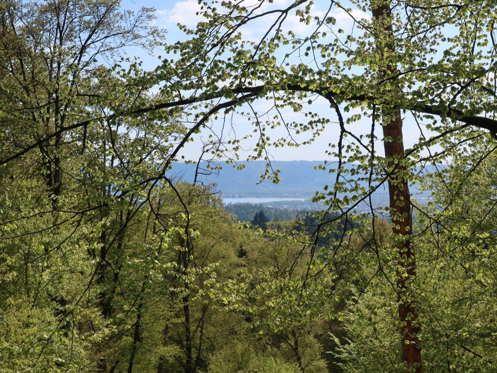 Blick zum Untersee