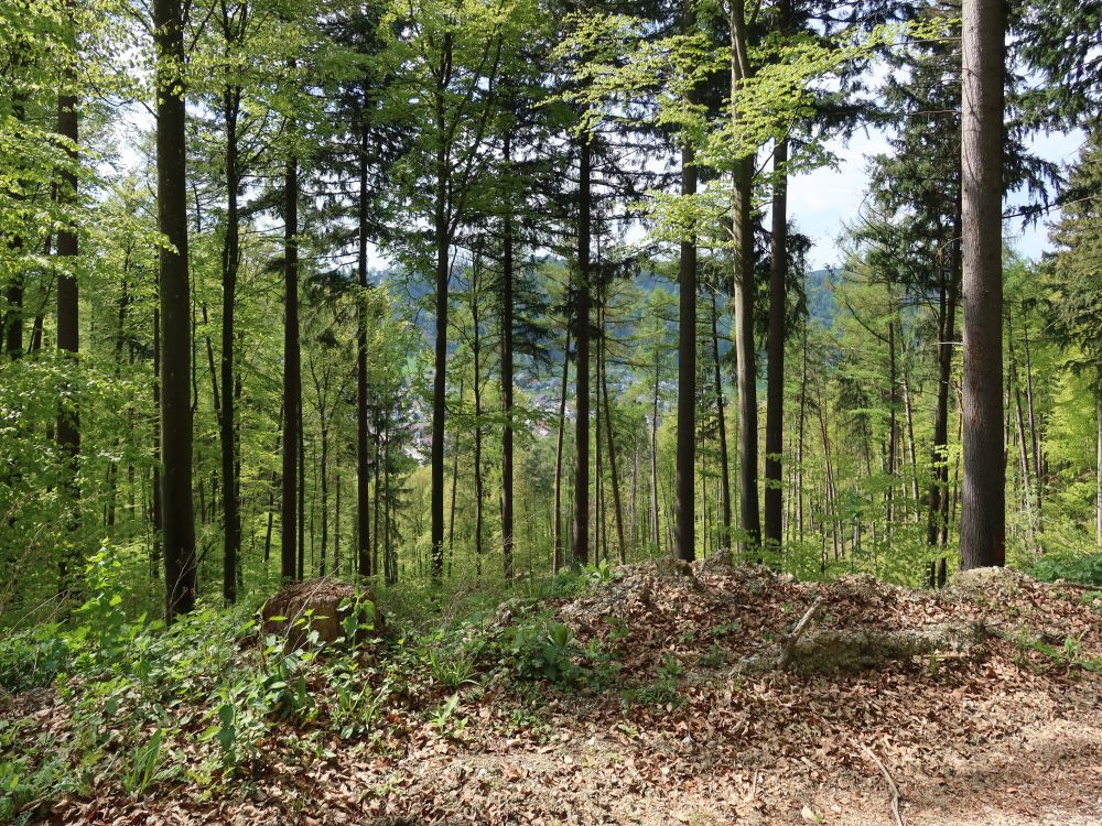 Stahringen hinter den Bäumen