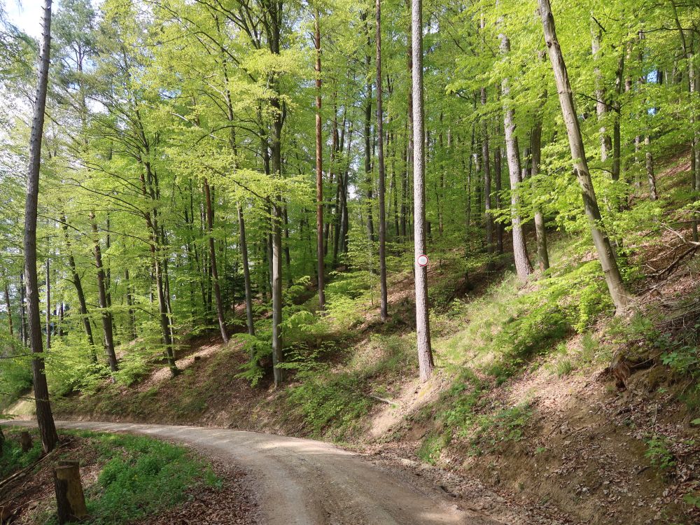 Waldweg