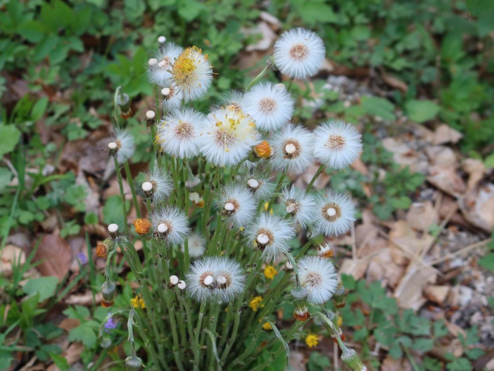 verblüter Huflattich