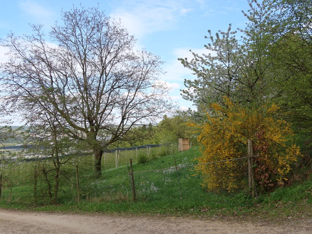 Baumblüte