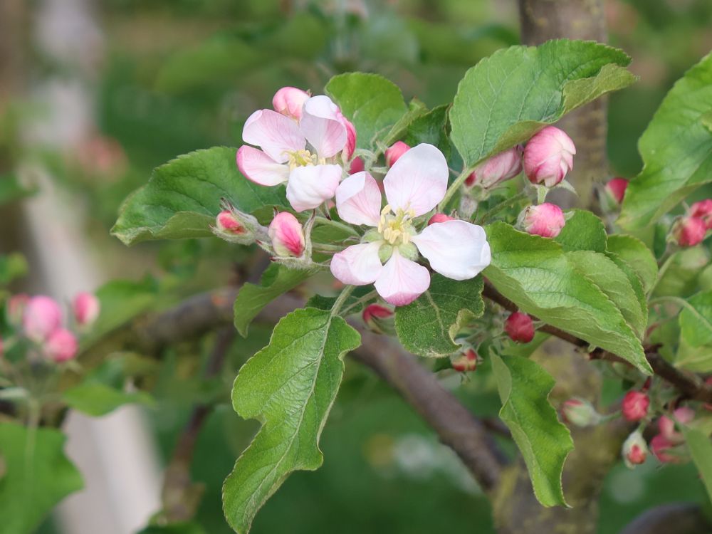 Apfelblüten